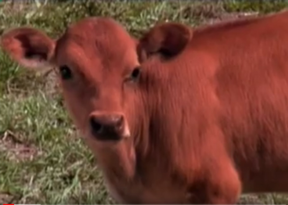 Red heifer